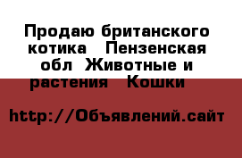 Продаю британского котика - Пензенская обл. Животные и растения » Кошки   